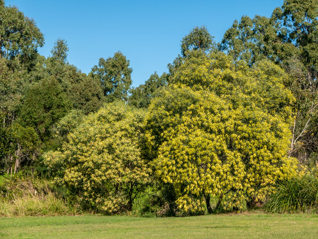 Late-flowering hickory wattle (Acacia concurrens) — mature plant