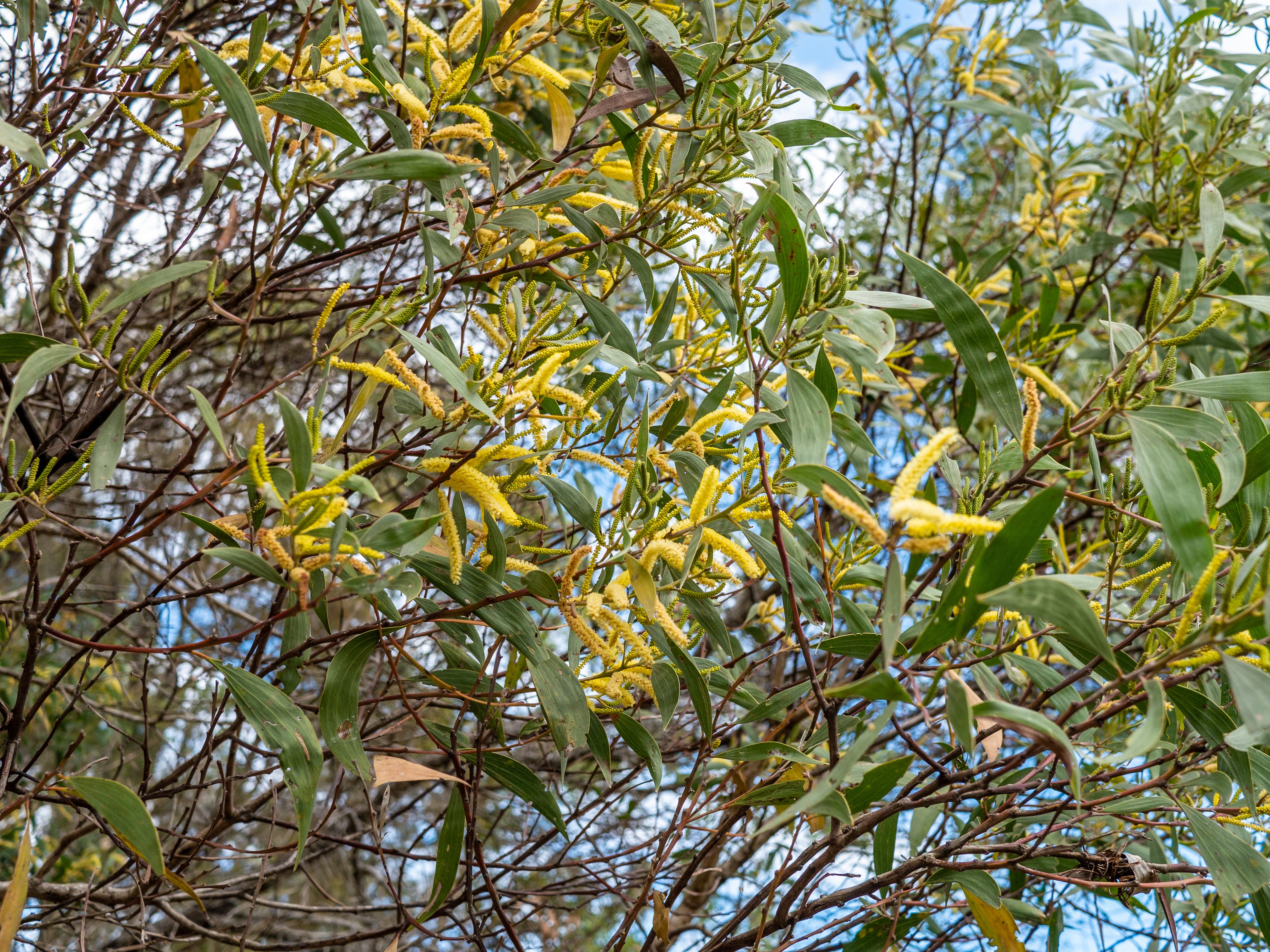 Late-flowering hickory wattle (Acacia concurrens) — detail