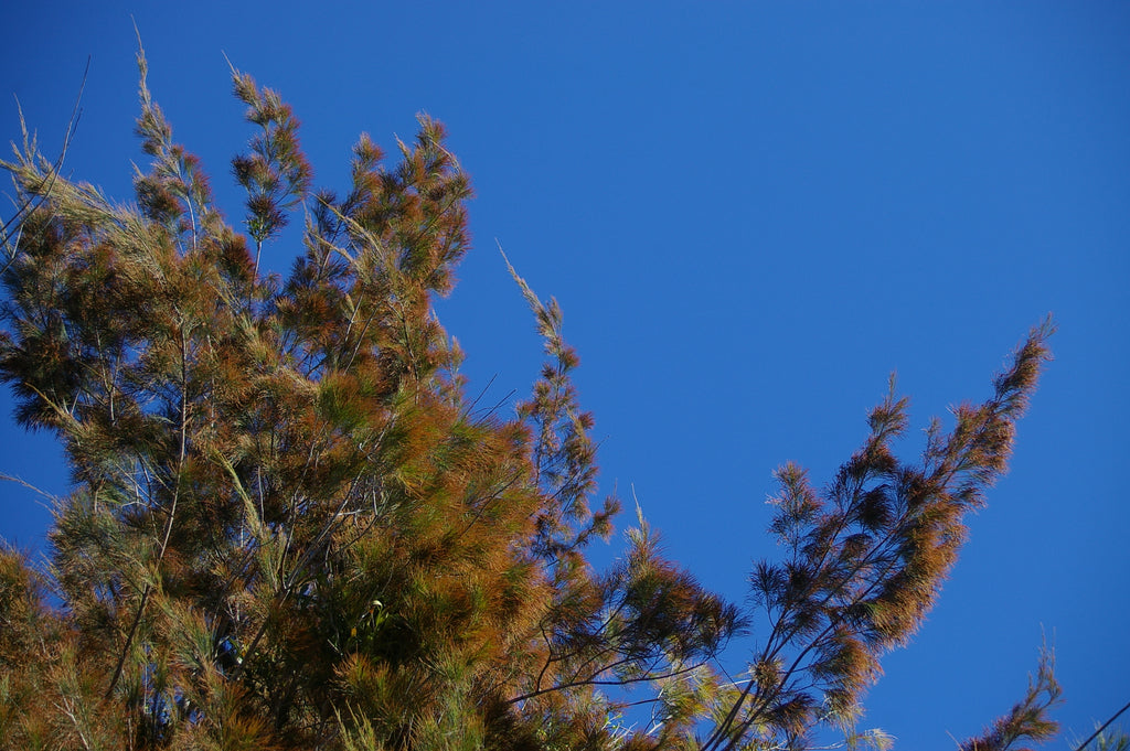 Black she-oak (Allocasuarina littoralis) — mature plant image