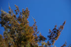 Black she-oak (Allocasuarina littoralis) — mature plant image