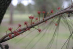 Black she-oak (Allocasuarina littoralis) — feature plant image