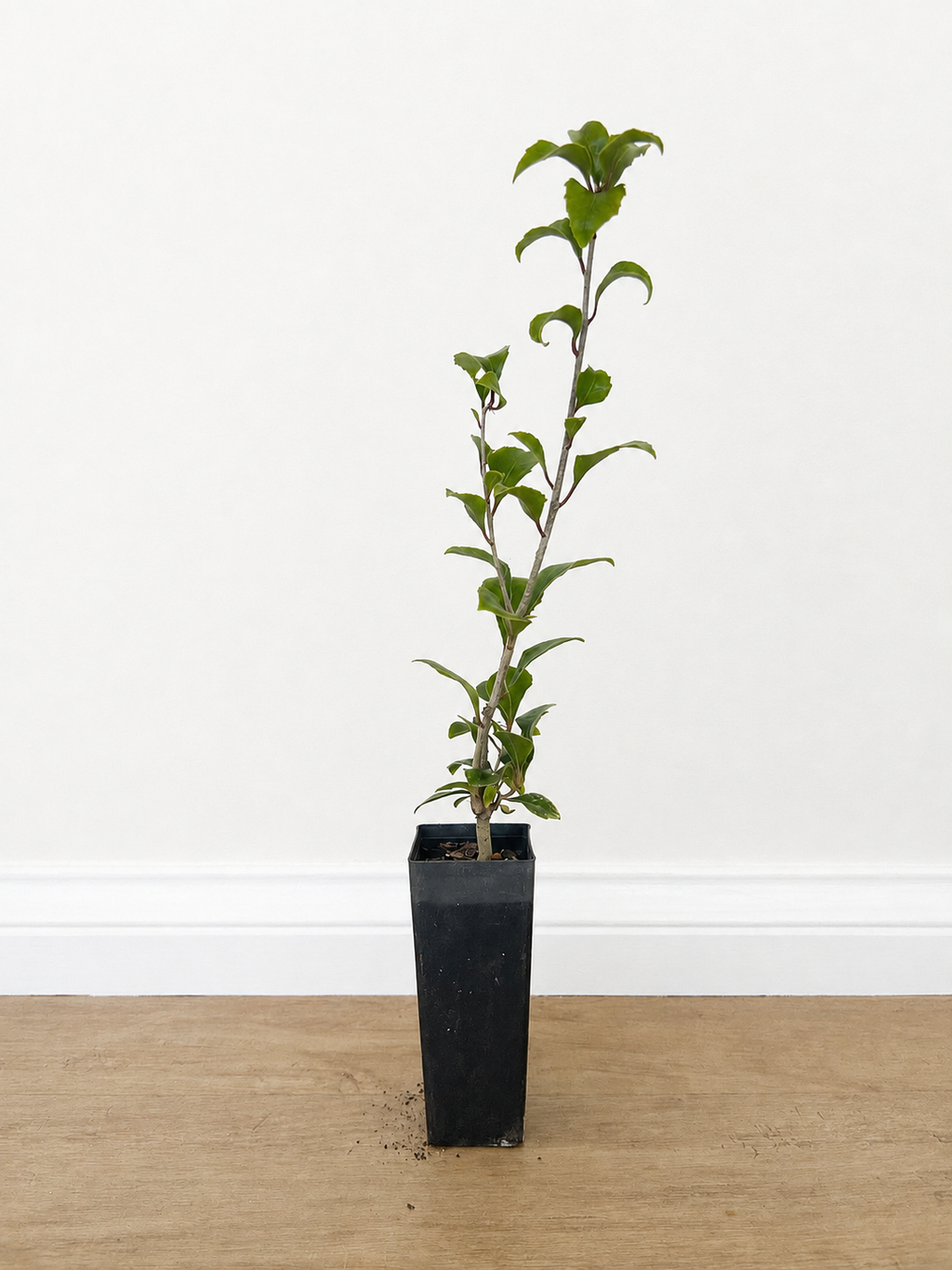 Diamond-leaf pittosporum — Auranticarpa rhombifolia