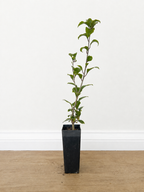 Diamond-leaf pittosporum — Auranticarpa rhombifolia