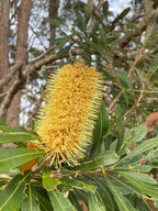 Coast banksia (Banksia integrifolia) — feature plant image