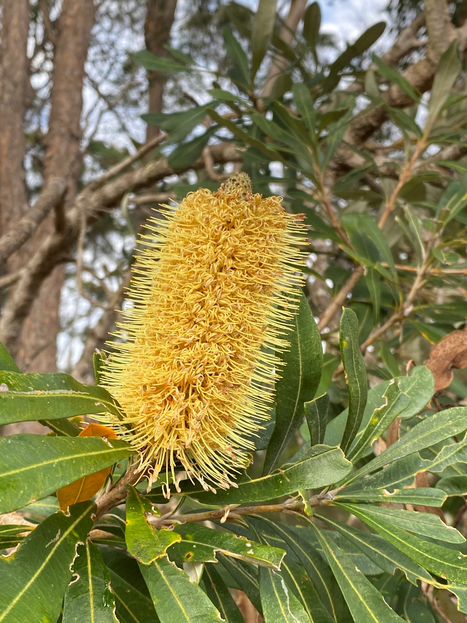 Coast banksia (Banksia integrifolia) — feature plant image