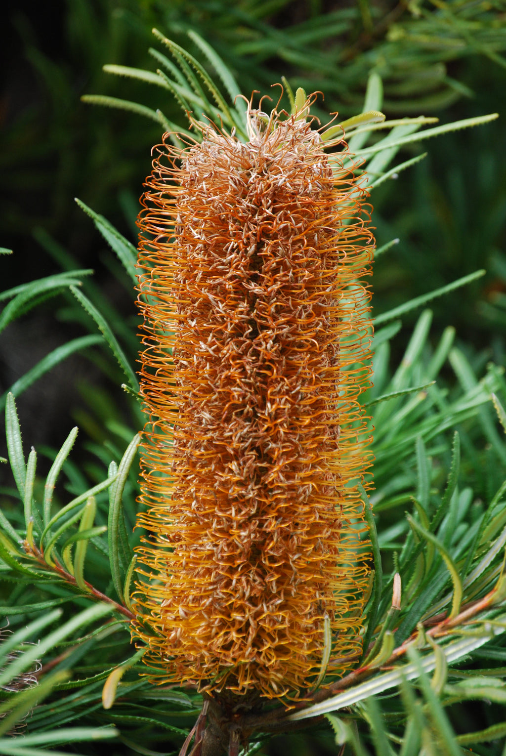 Hairpin banksia (Banksia spinulosa) — feature plant image