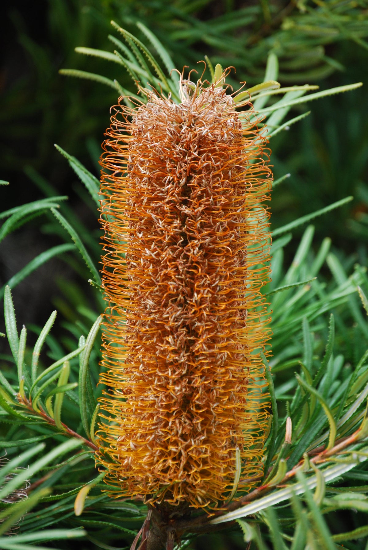 Hairpin banksia (Banksia spinulosa) — feature plant image