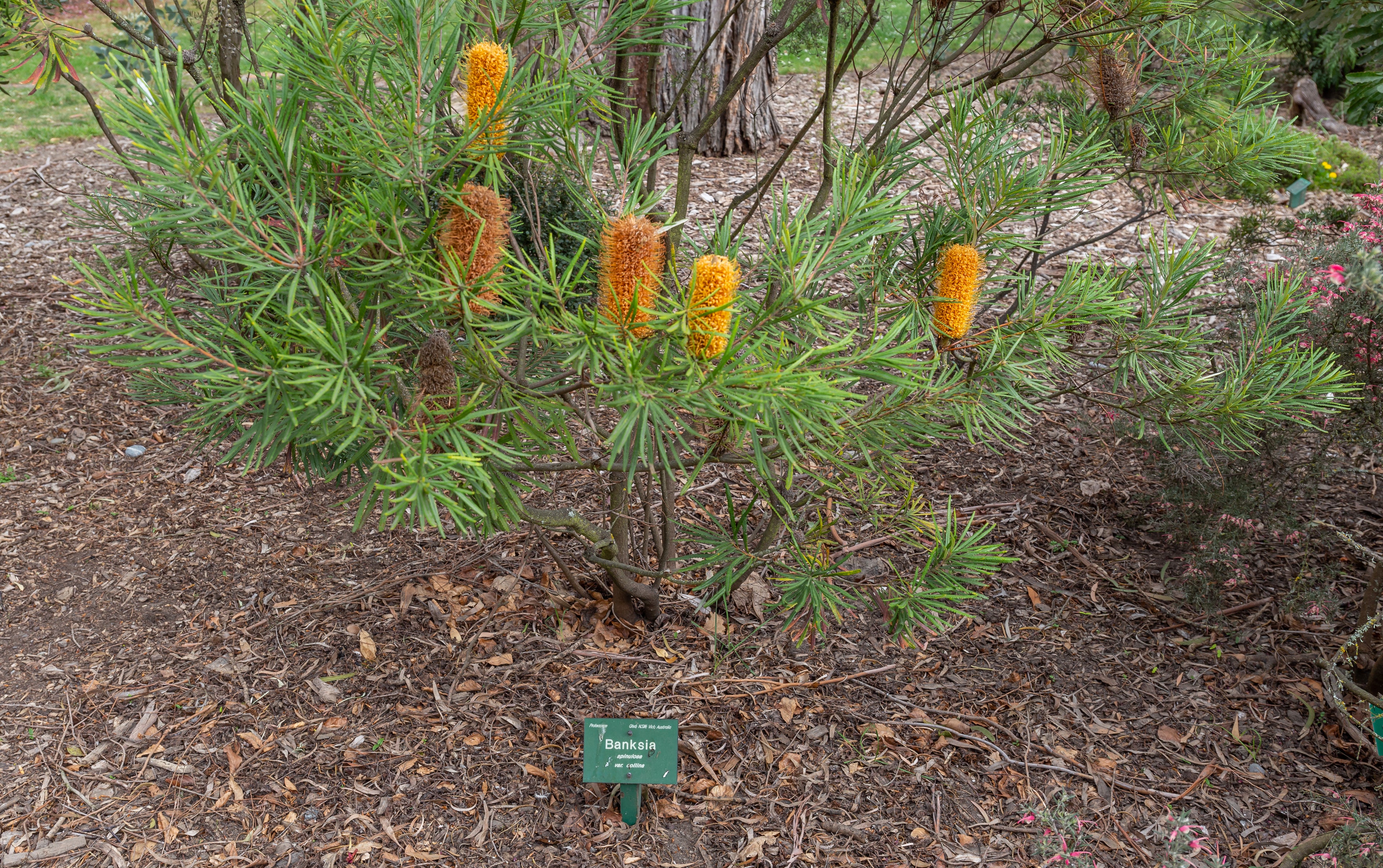 Hairpin banksia (Banksia spinulosa) — mature plant image