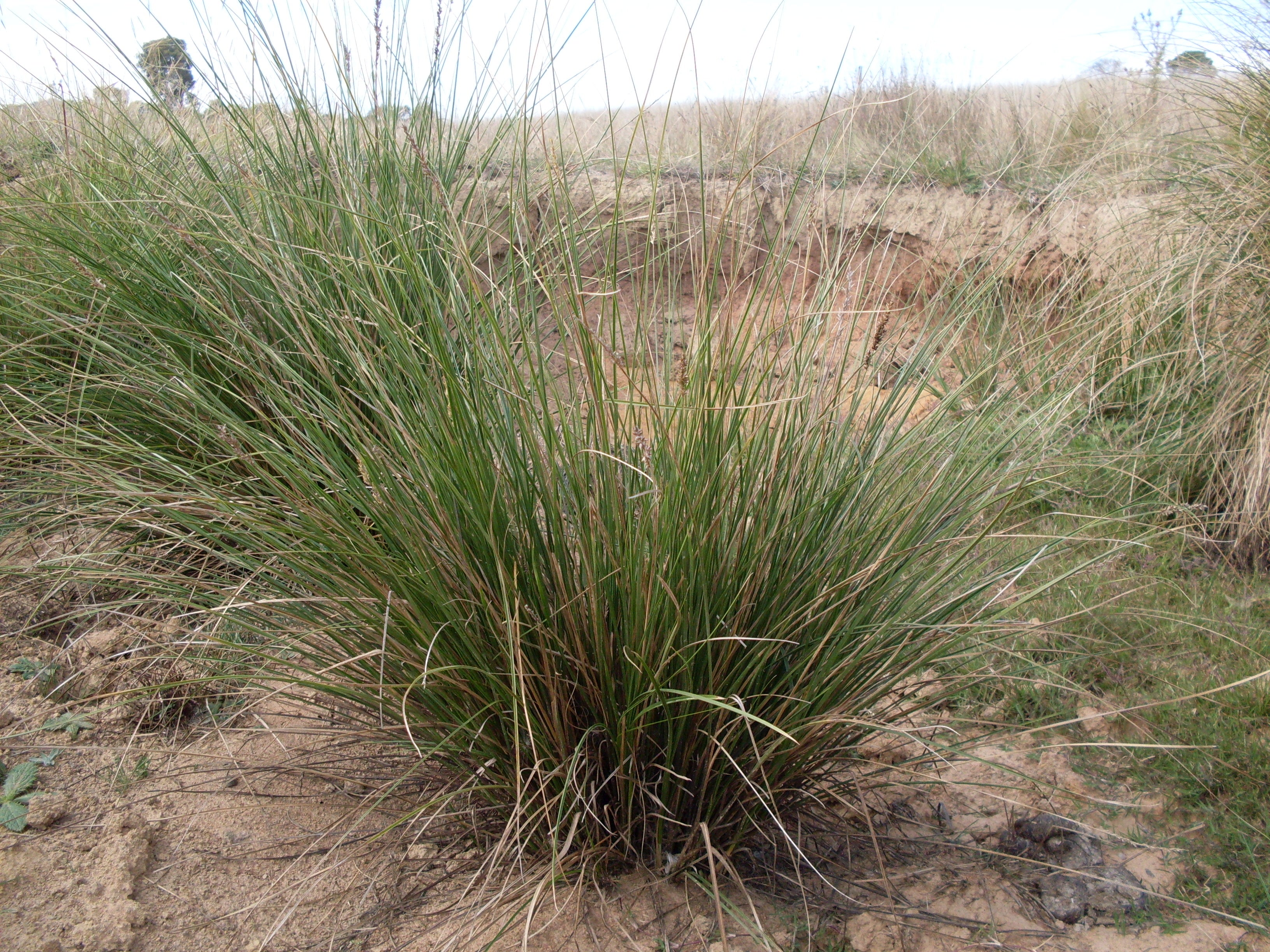 Tall sedge (Carex appressa) — mature plant