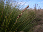 Tall sedge (Carex appressa) — detail