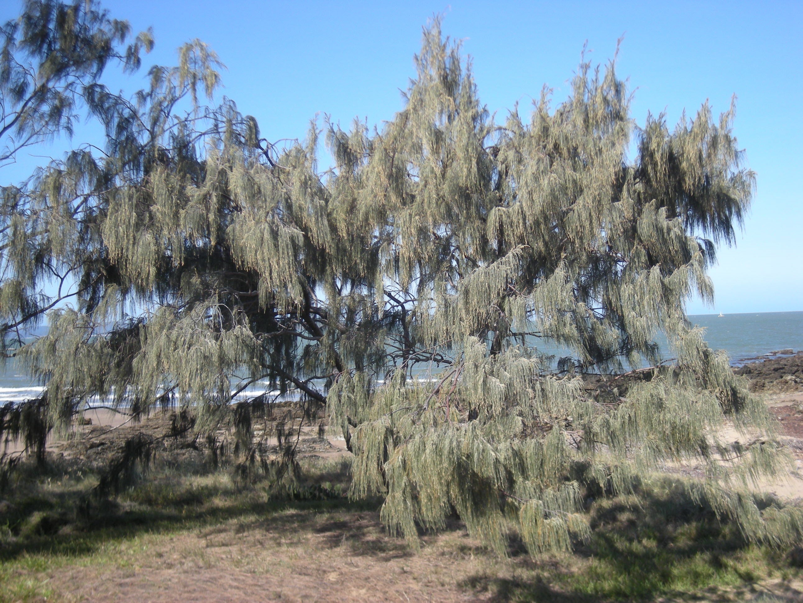 Coast she-oak (Casuarina equisetifolia) — mature plant image