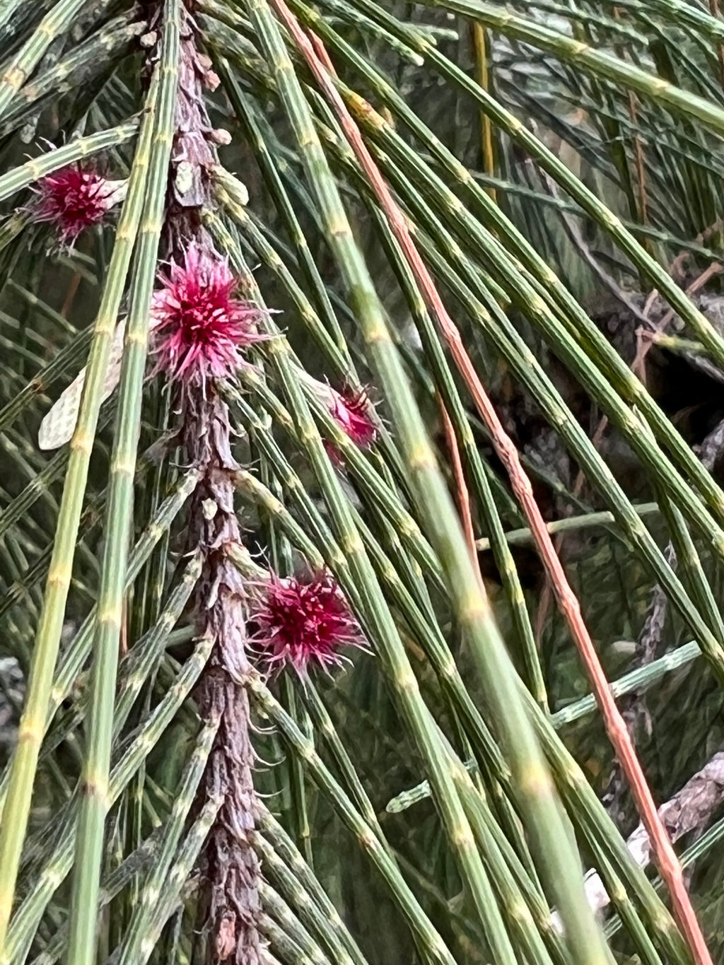Coast she-oak (Casuarina equisetifolia) — feature plant image