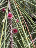 Coast she-oak (Casuarina equisetifolia) — feature plant image