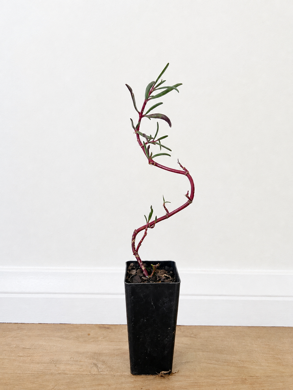 Sea purslane — Sesuvium portulacastrum