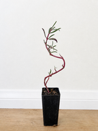 Sea purslane — Sesuvium portulacastrum