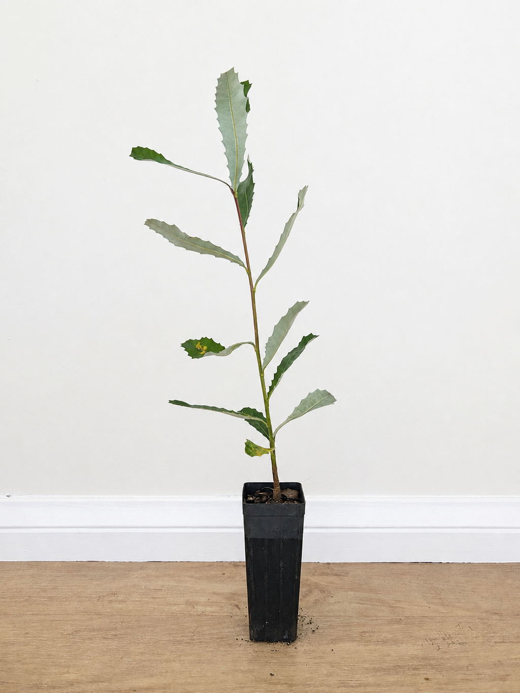 Coast banksia — Banksia integrifolia