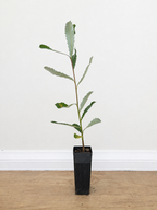 Coast banksia — Banksia integrifolia