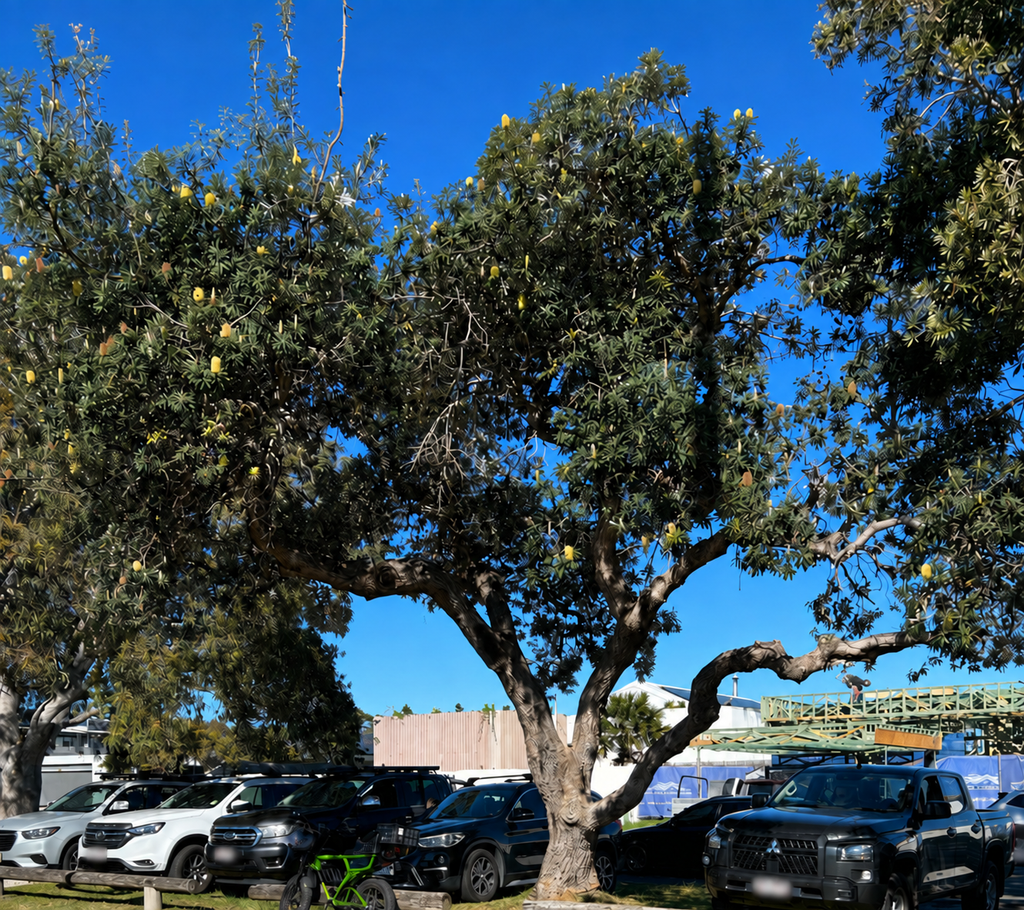 Coast banksia — Banksia integrifolia