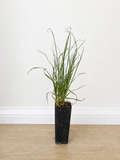 Tall sedge — Carex appressa