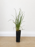 Tall sedge — Carex appressa