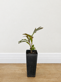 Firewheel tree — Stenocarpus sinuatus