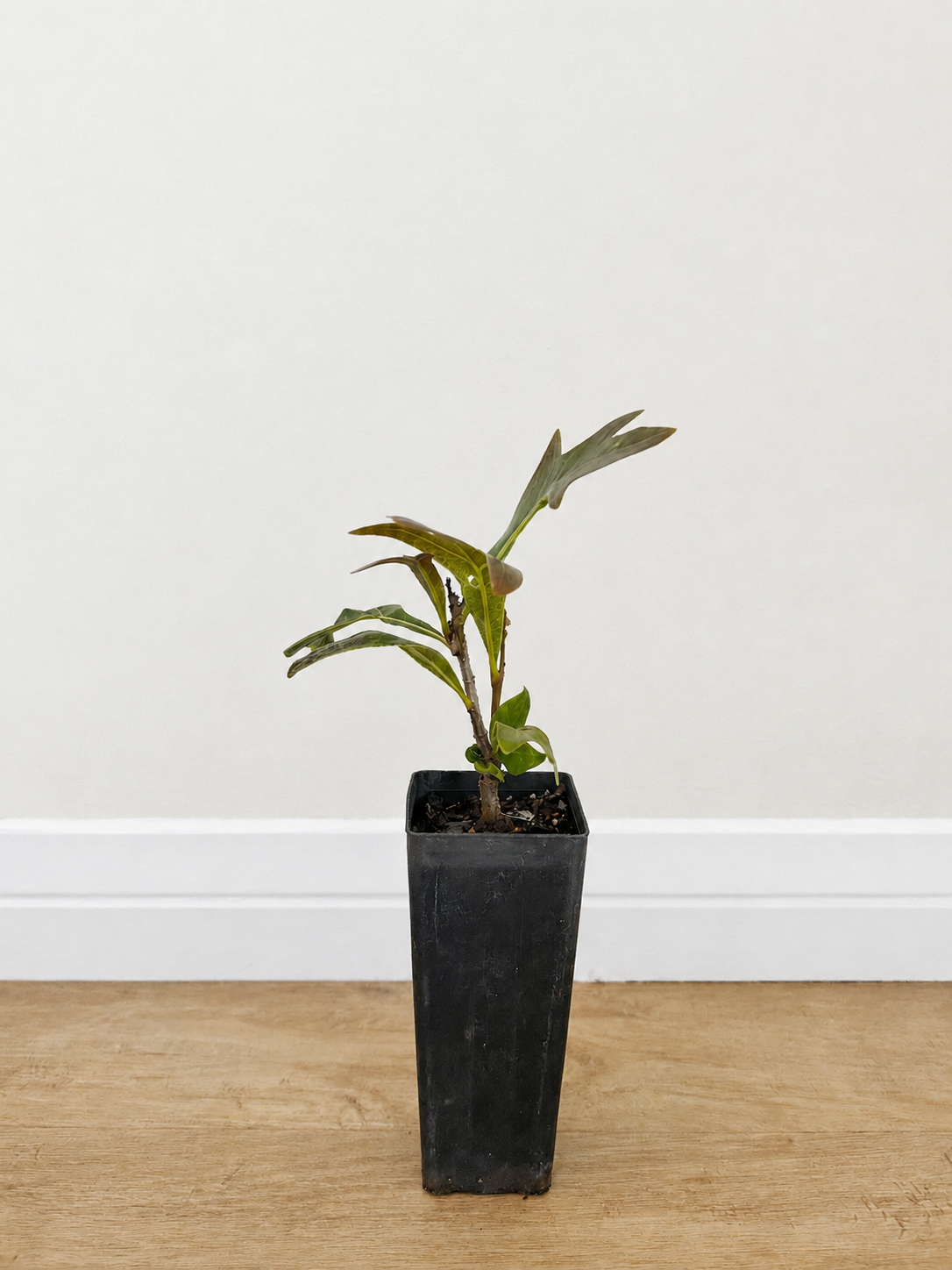 Firewheel tree — Stenocarpus sinuatus