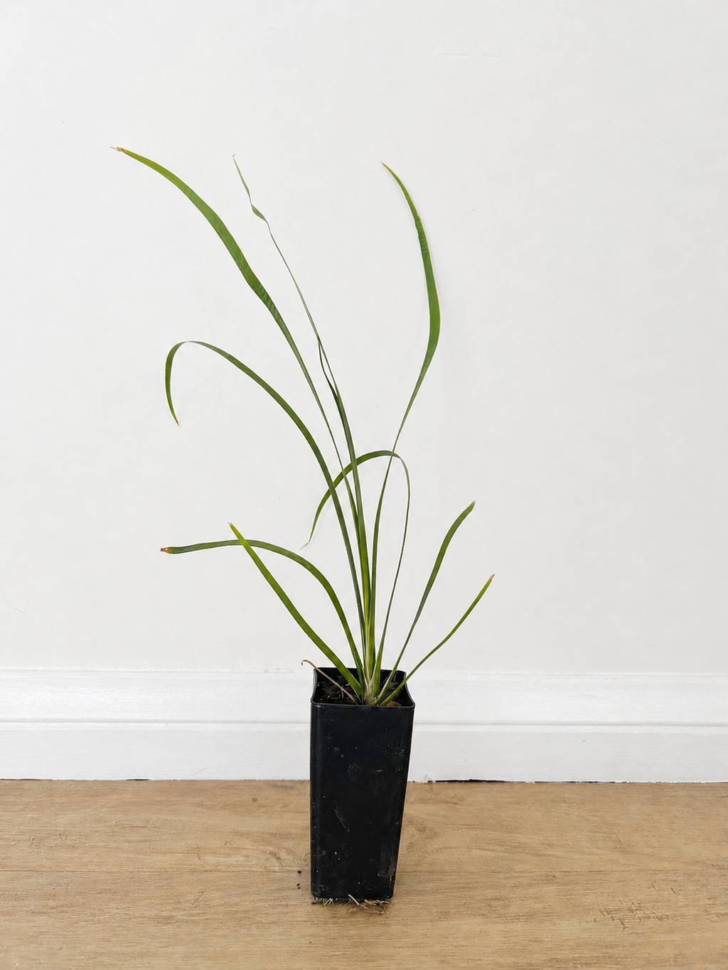 Creek mat-rush — Lomandra hystrix