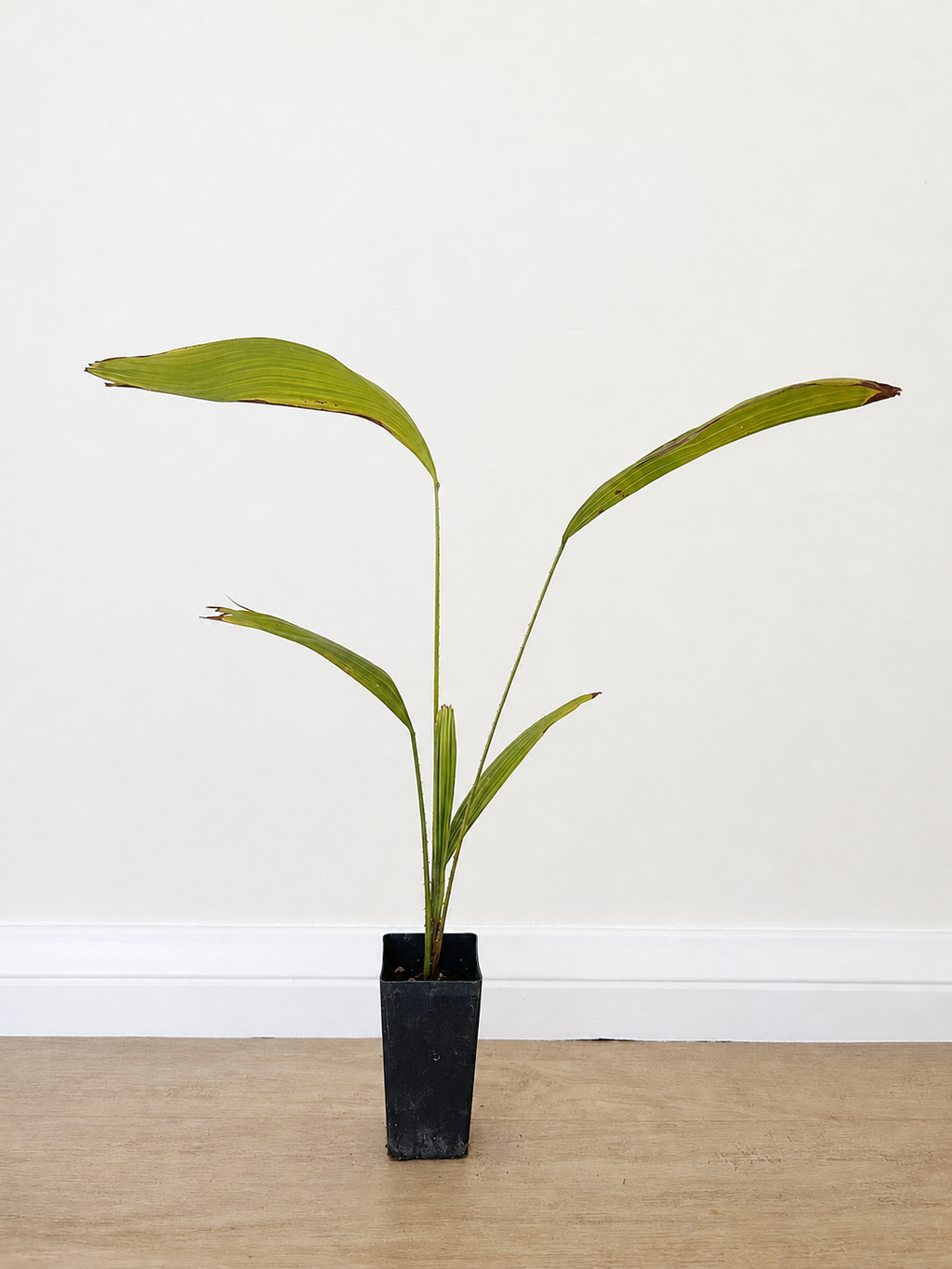 Cabbage-tree palm — Livistona australis