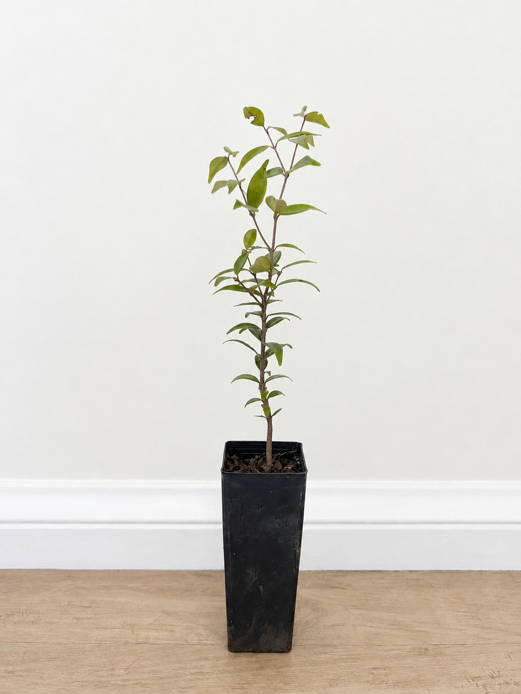 Riberry — Syzygium luehmannii
