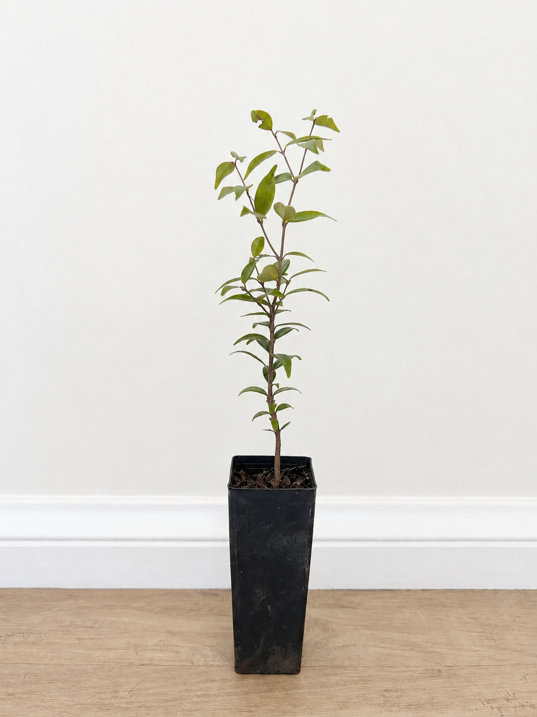 Riberry — Syzygium luehmannii