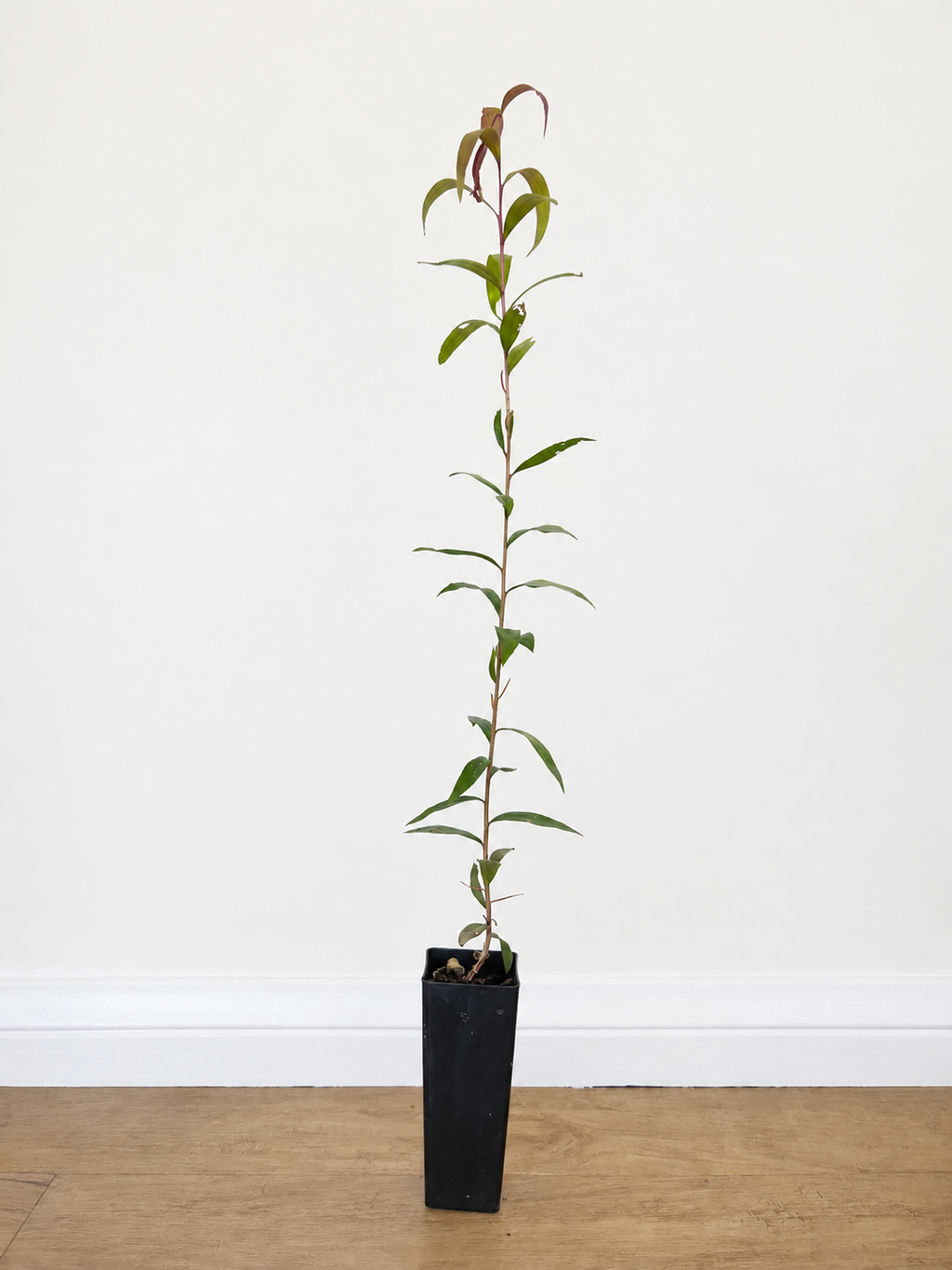 White bottlebrush — Melaleuca salicina