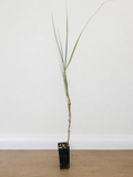 Beach spinifex — Spinifex sericeus