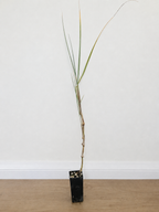 Beach spinifex — Spinifex sericeus