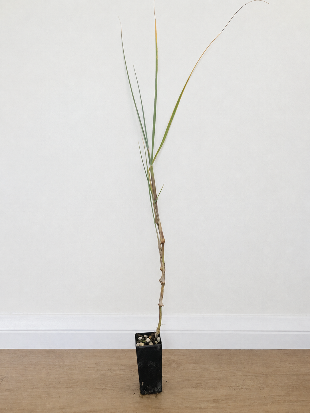 Beach spinifex — Spinifex sericeus