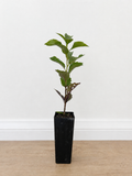 Native frangipani — Hymenosporum flavum