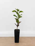 Native frangipani — Hymenosporum flavum