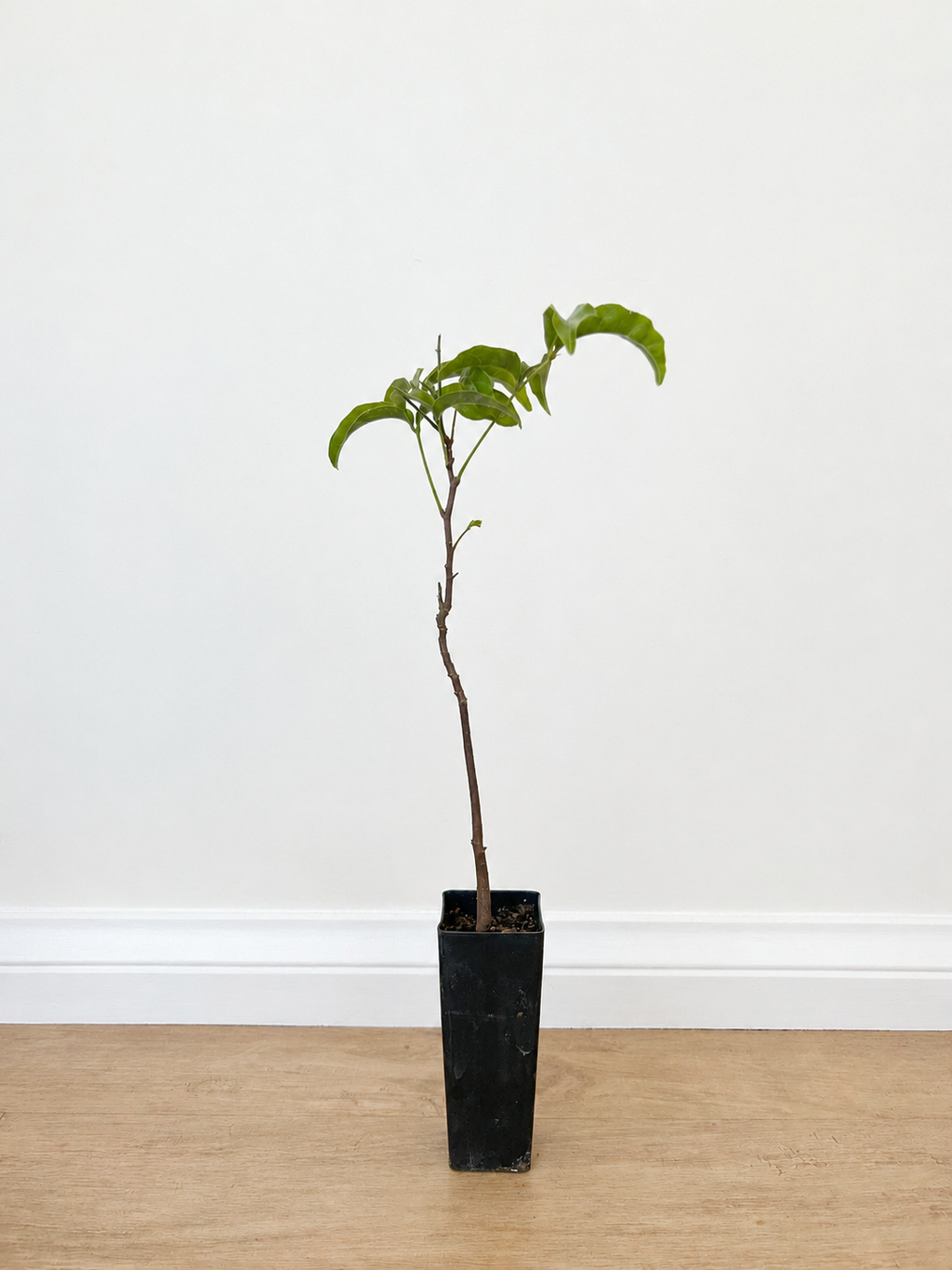 Small-leaved tamarind — Diploglottis campbellii