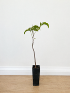 Small-leaved tamarind — Diploglottis campbellii