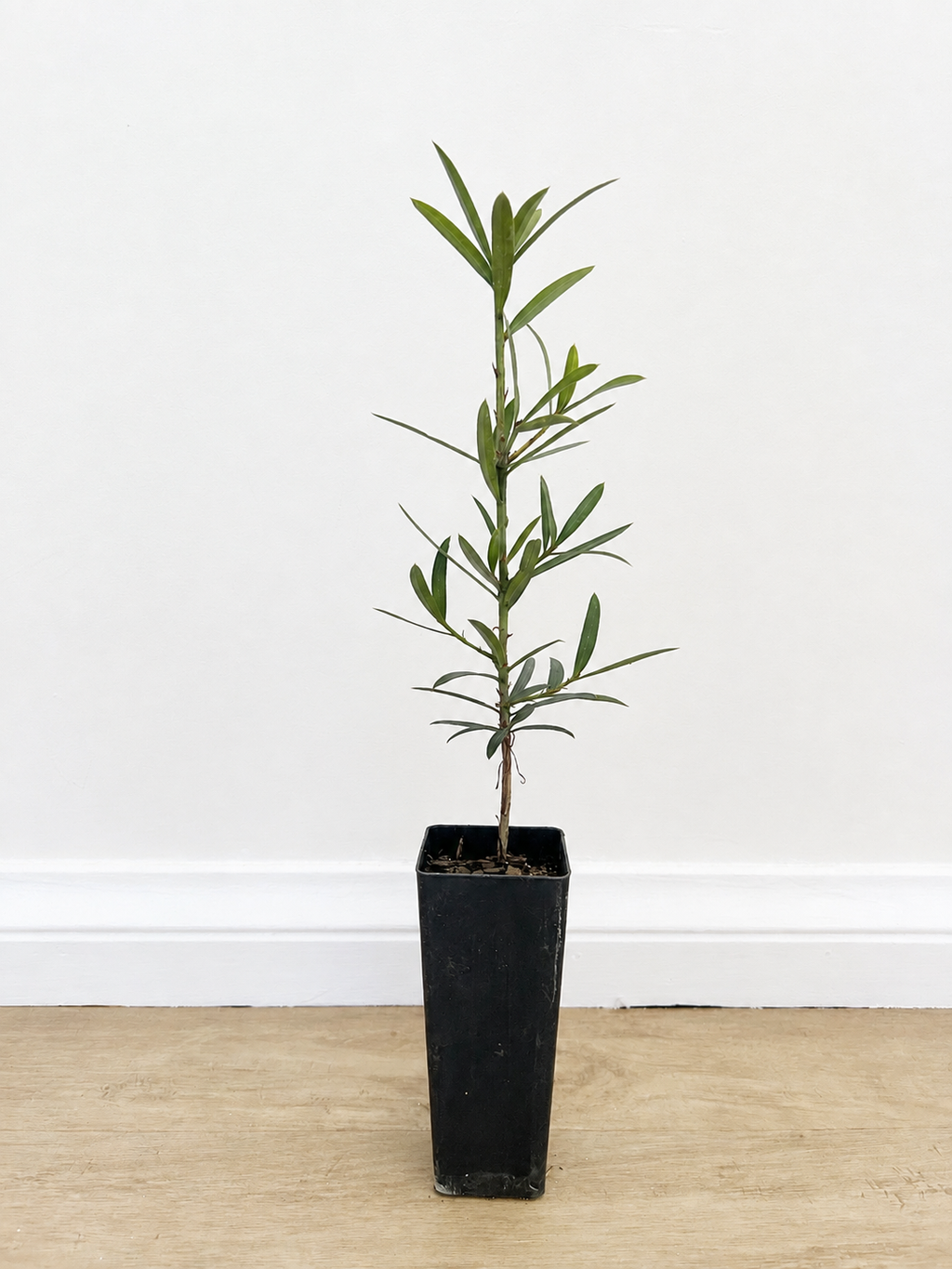Brown pine — Podocarpus elatus