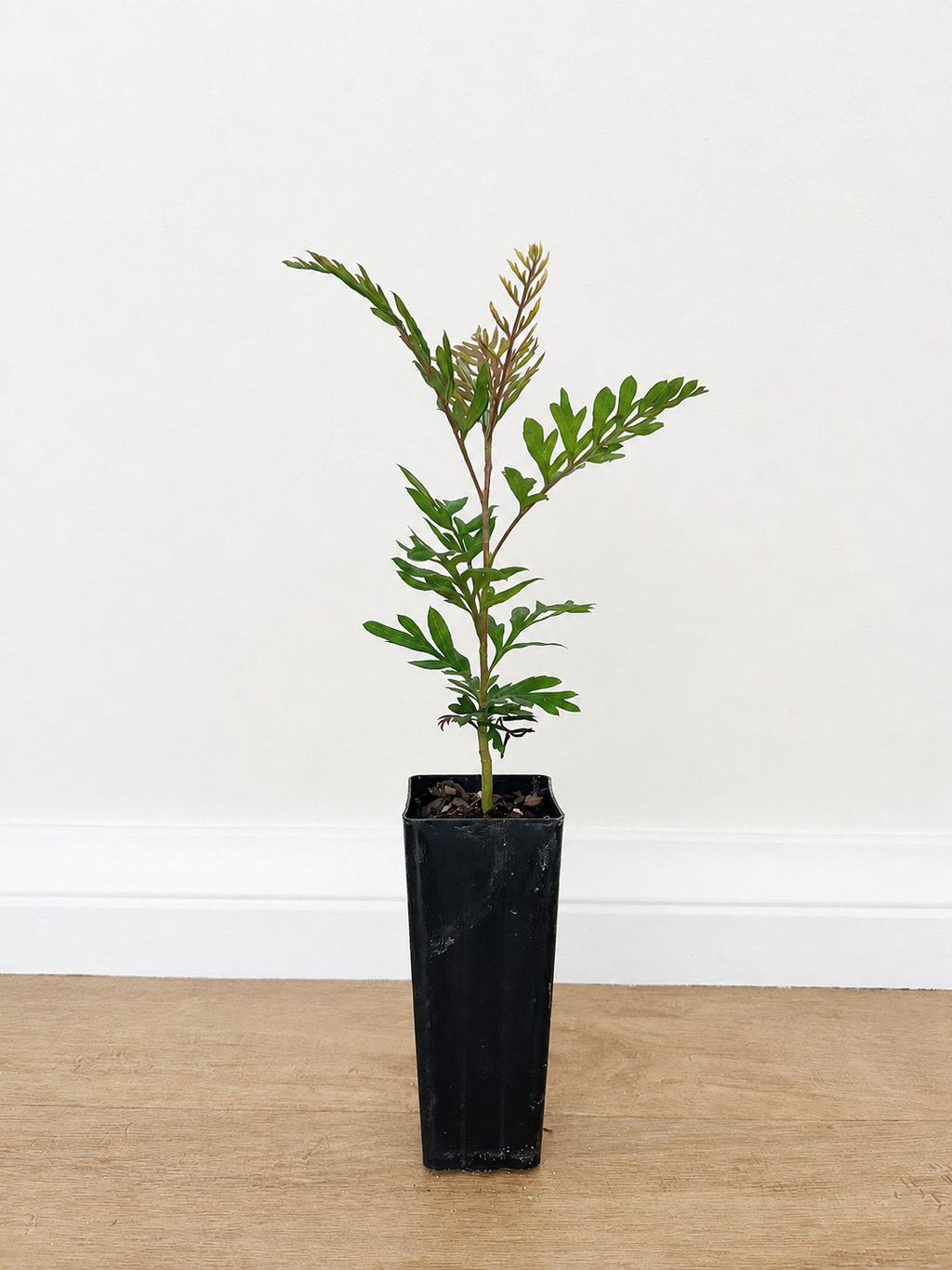 Silky oak — Grevillea robusta