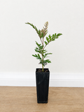 Silky oak — Grevillea robusta