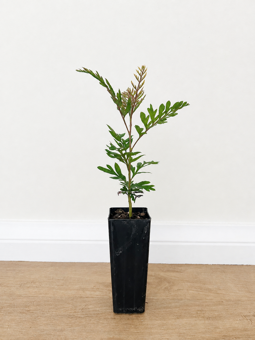 Silky oak — Grevillea robusta