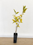 Native olive — Olea paniculata