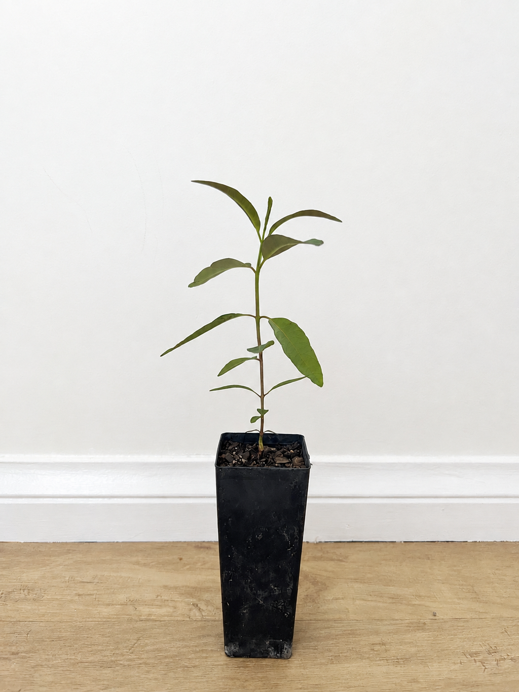 Swamp mahogany — Eucalyptus robusta