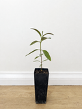 Swamp mahogany — Eucalyptus robusta