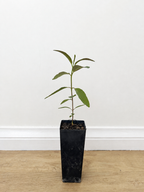 Swamp mahogany — Eucalyptus robusta