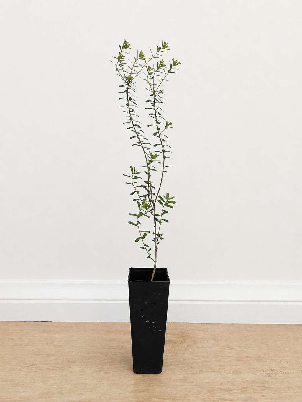 Notched bush-pea — Pultenaea retusa