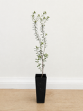 Notched bush-pea — Pultenaea retusa