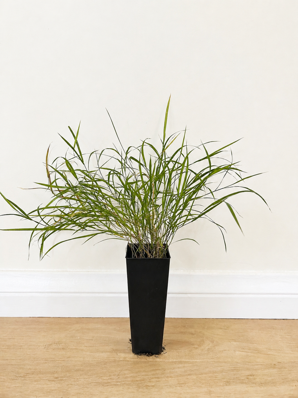 Weeping grass — Microlaena stipoides