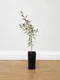 Snow-in-summer — Melaleuca linariifolia